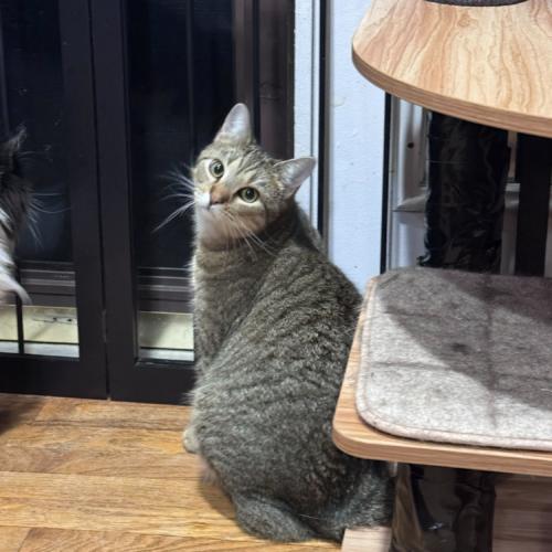 Philharmonic, a Adoptable Domestic Short Hair in Toms River, NJ image 1/5
