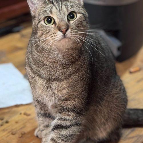 Philharmonic, a Adoptable Domestic Short Hair in Toms River, NJ image 2/5
