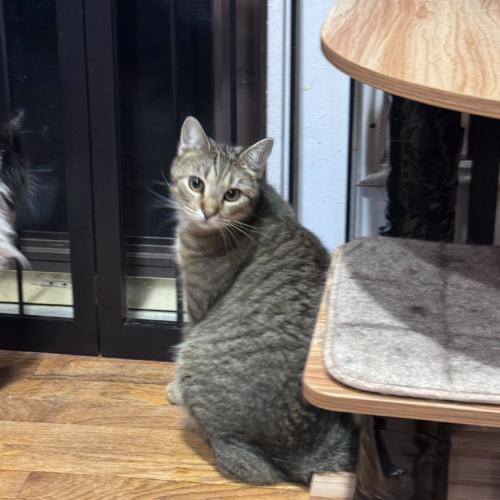 Philharmonic, a Adoptable Domestic Short Hair in Toms River, NJ image 3/5