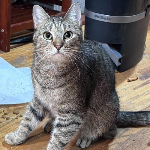 Philharmonic, a Adoptable Domestic Short Hair in Toms River, NJ image 4/5