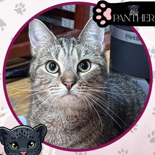 Philharmonic, a Adoptable Domestic Short Hair in Toms River, NJ image 5/5