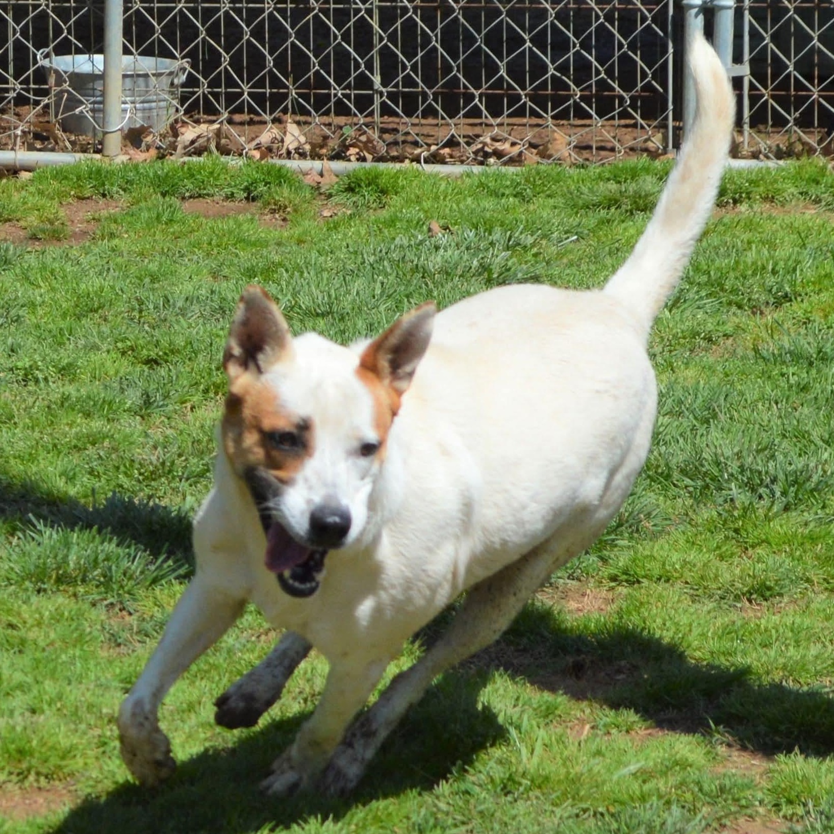 Enlarge ZING, a Adoptable mixed breed in Athens, AL image 3/6