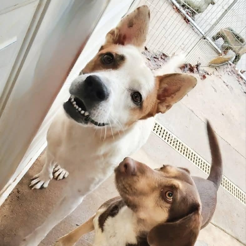 ZING, Adoptable, Adult Female Shepherd & Jack Russell Terrier.