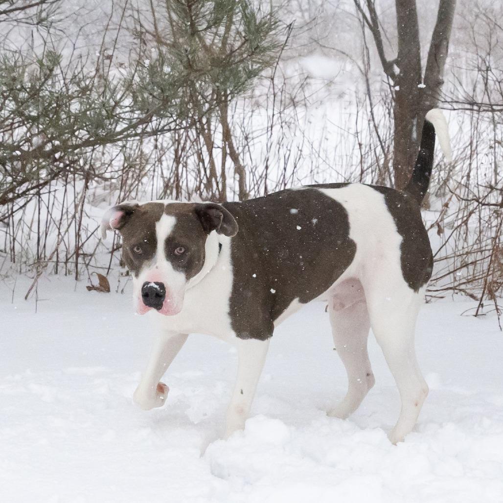 Burt, Adoptable, Adult Male American Bulldog & Mixed Breed.