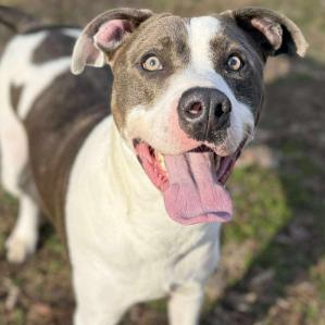Enlarge Burt, a Adoptable mixed breed in Erie, PA image 1/2