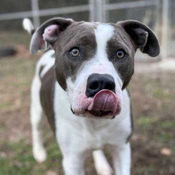 Enlarge Burt, a Adoptable mixed breed in Erie, PA image 2/2