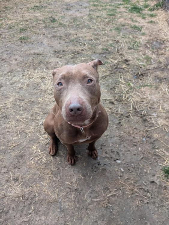 NUTMEG, Adoptable, Adult Female Pit Bull Terrier & Bull Terrier.