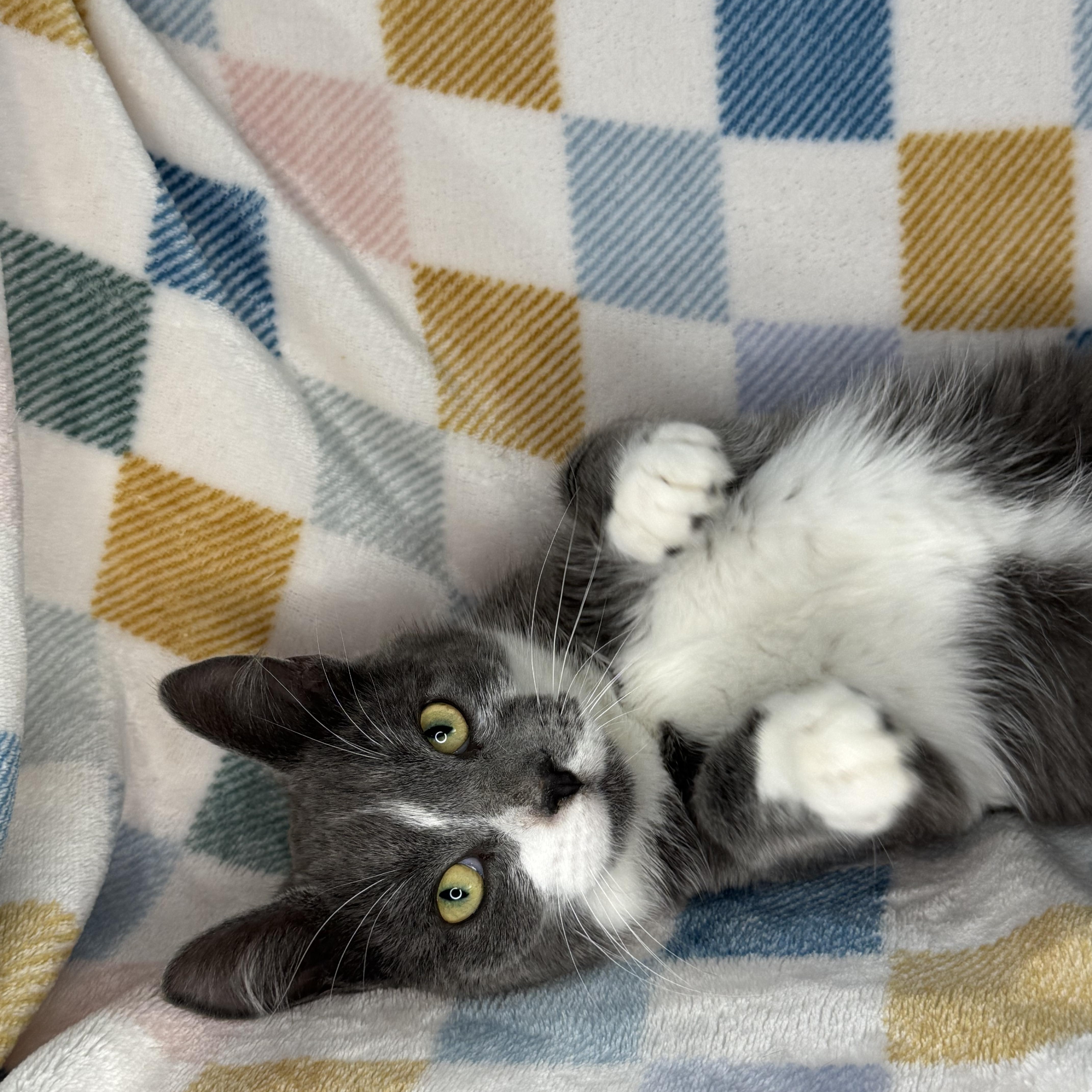 Enlarge Lenny, a ADOPTABLE mixed breed in Mount Vernon, IL image 1/6