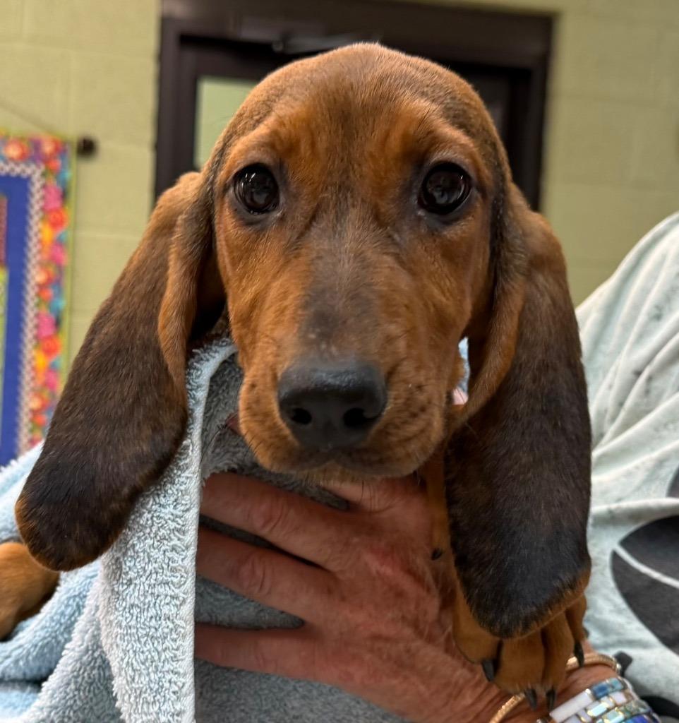 Ladybug, Adoptable, Puppy Female Bloodhound & English Coonhound.