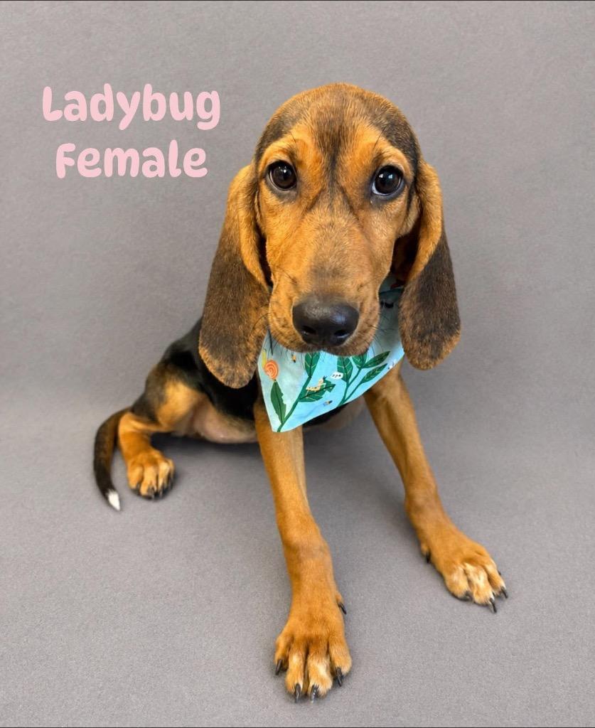 Enlarge Ladybug, a Adoptable mixed breed in Burnsville, NC image 2/2