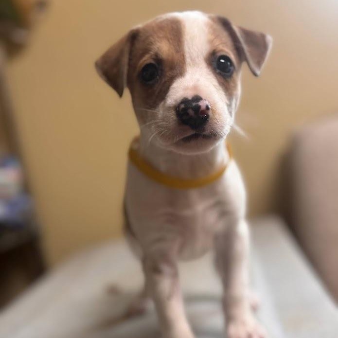 Jewel (the Bug Litter), Adoptable, Puppy Female Border Collie.