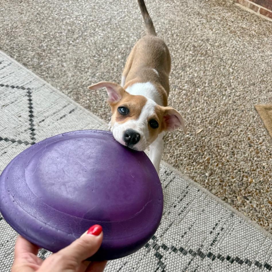 Katydid (the Bug Litter), Adoptable, Puppy Female Border Collie & Jack Russell Terrier.