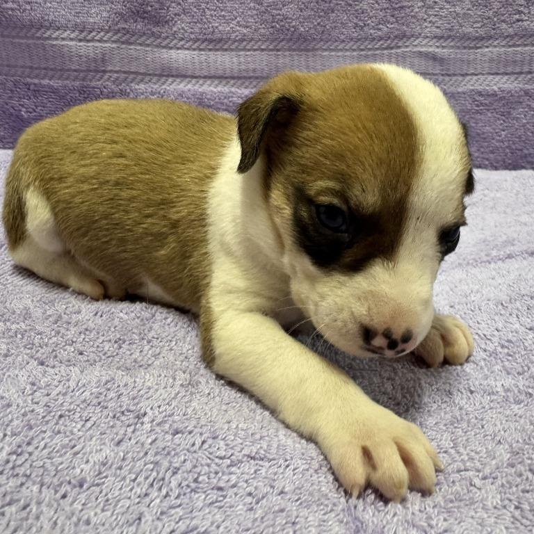 Enlarge Jewel (the Bug Litter), a Adoptable mixed breed in Cedar Creek, TX image 2/3
