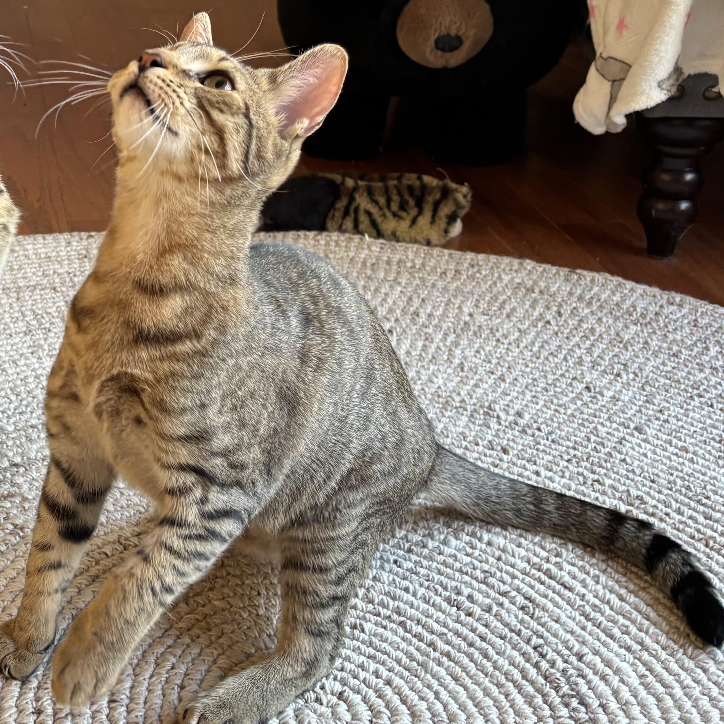 Java, a Adoptable Domestic Short Hair in Norwalk, CT image 2/3