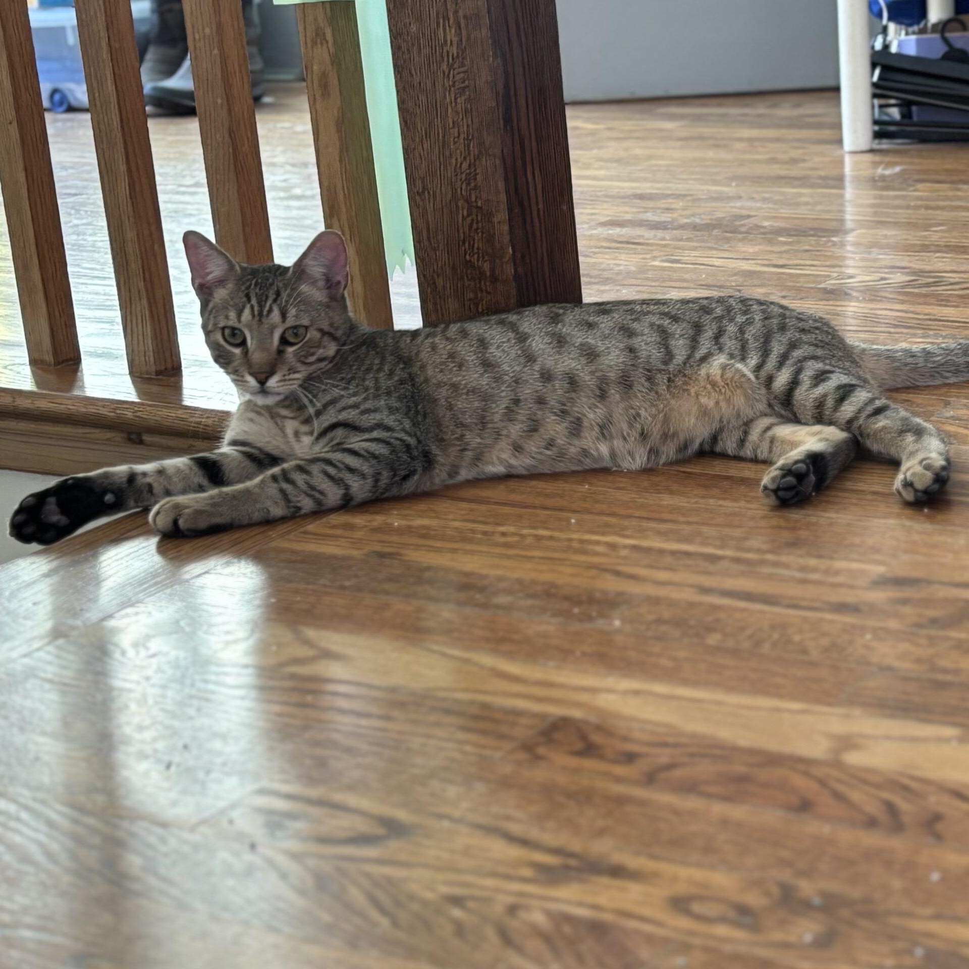 Enlarge Java, a Adoptable Domestic Short Hair in Norwalk, CT image 4/6