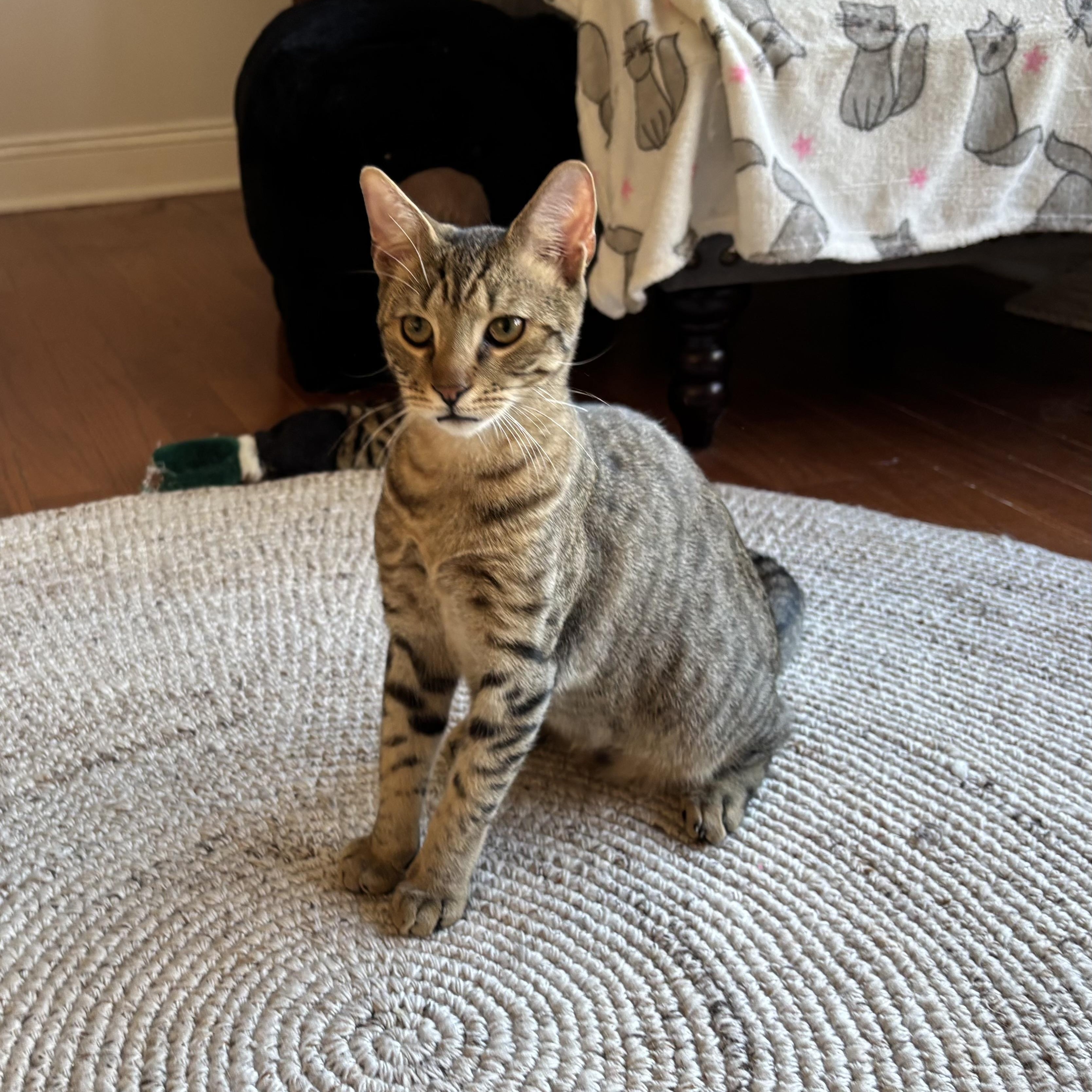 Java, Adoptable, Kitten Male Domestic Short Hair.