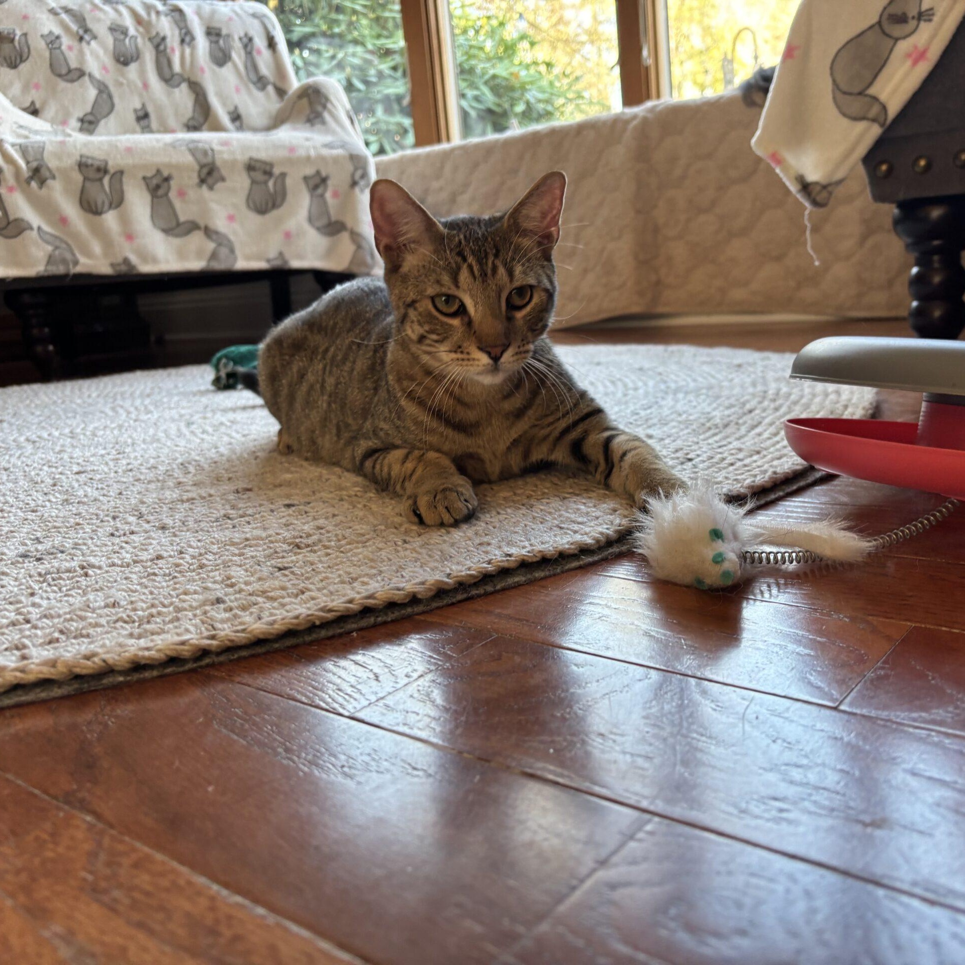 Enlarge Java, a Adoptable Domestic Short Hair in Norwalk, CT image 6/6