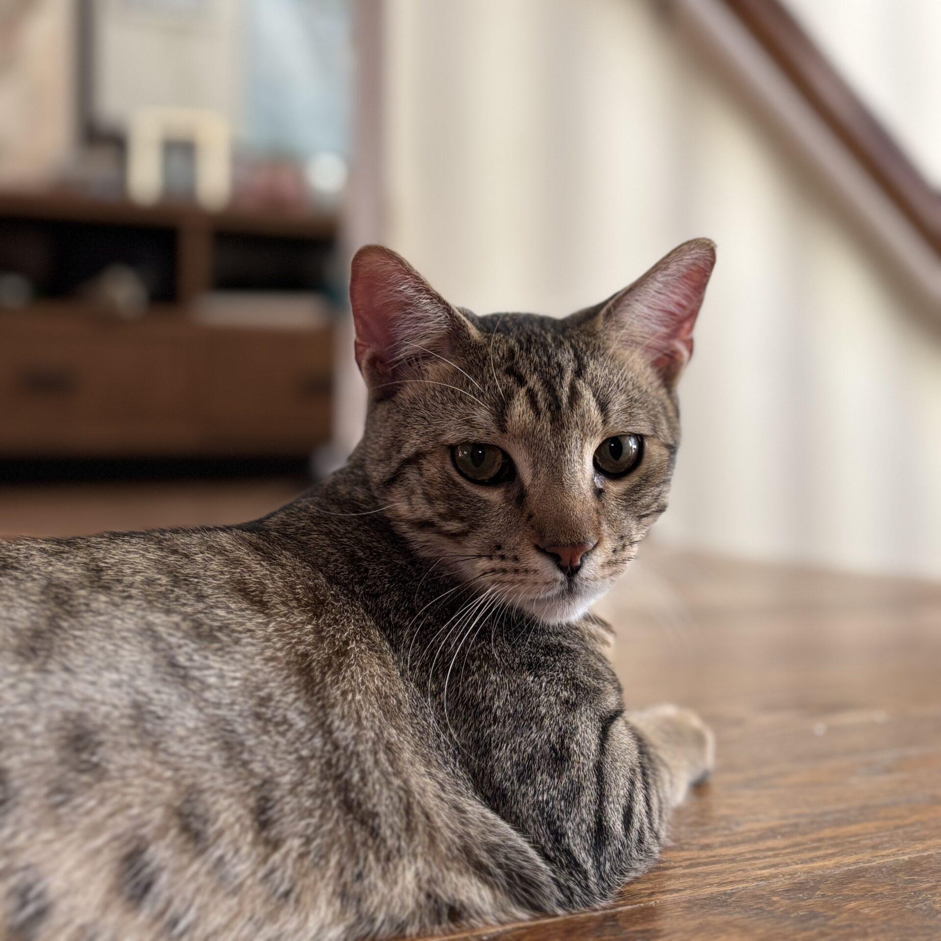 Enlarge Java, a Adoptable Domestic Short Hair in Norwalk, CT image 5/6