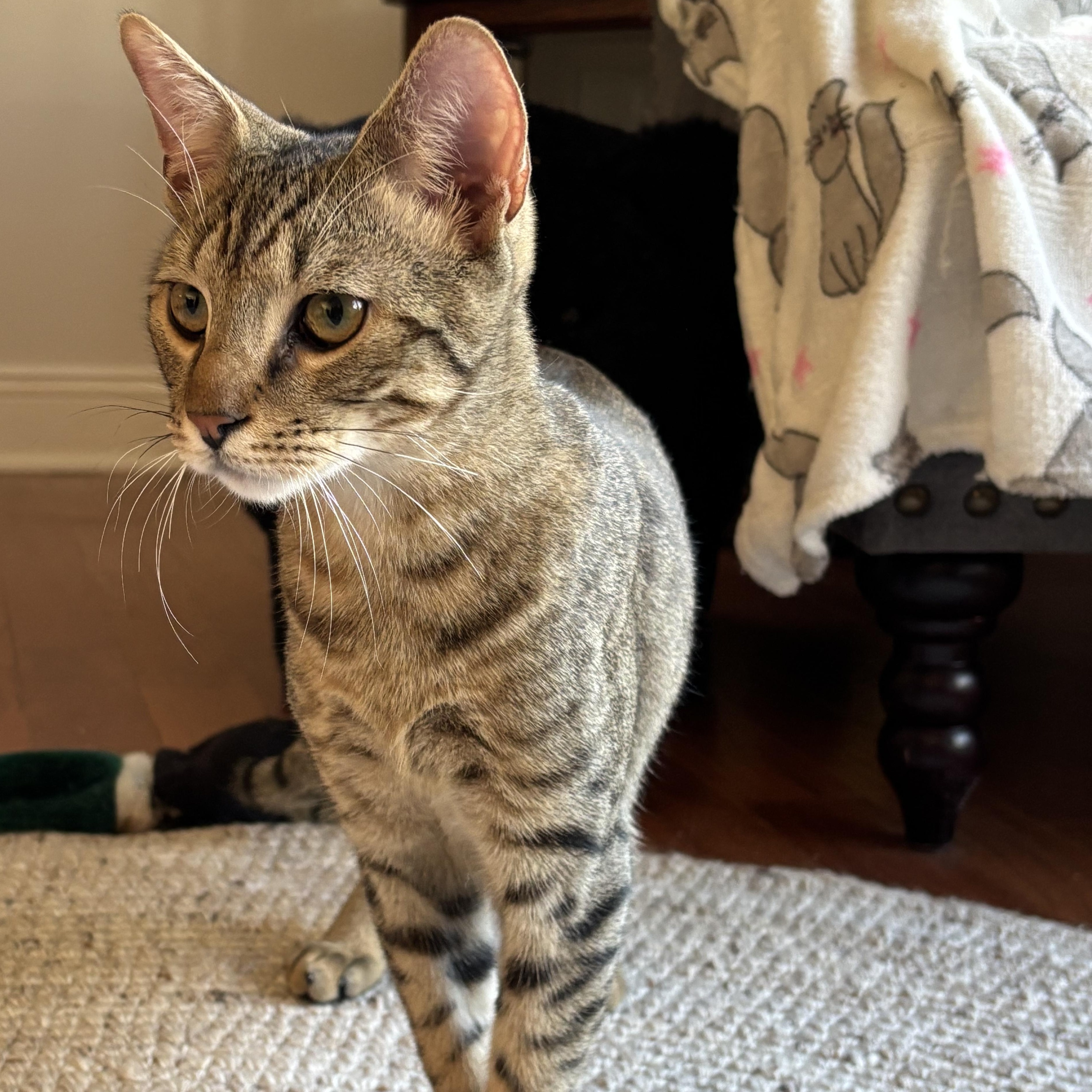 Java, a Adoptable Domestic Short Hair in Norwalk, CT image 3/3