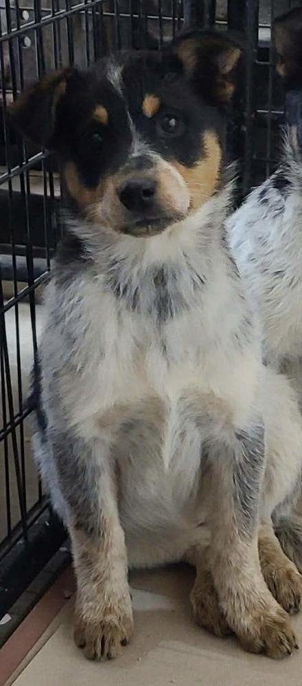 Helen, Adoptable, Puppy Female Australian Cattle Dog / Blue Heeler & Border Collie.