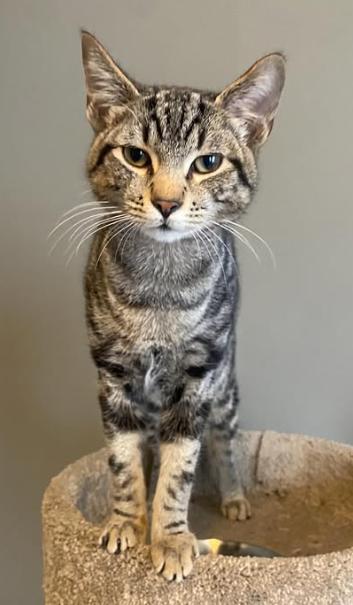 Evan, adopted, Young Male Domestic Short Hair.