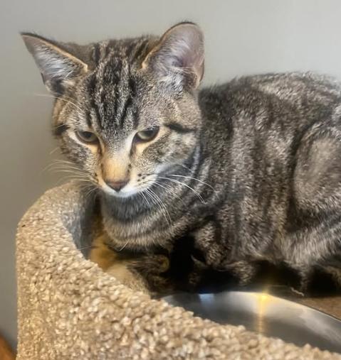 Enlarge Evan, an adopted Domestic Short Hair in Ontario, NY image 2/4