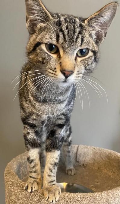 Enlarge Evan, an adopted Domestic Short Hair in Ontario, NY image 3/4