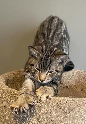 Enlarge Evan, an adopted Domestic Short Hair in Ontario, NY image 4/4