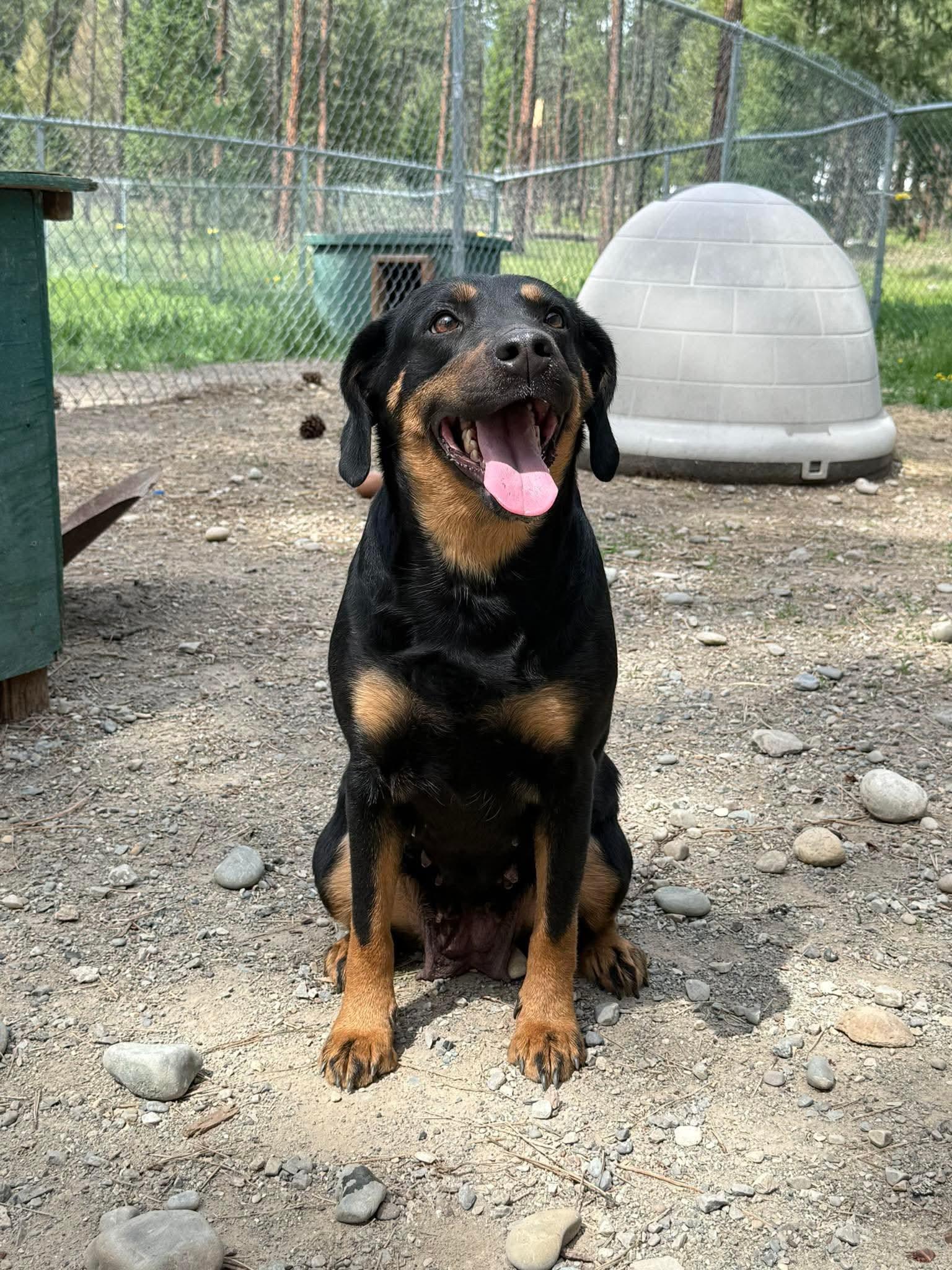 Enlarge Roxy, a ADOPTABLE mixed breed in Libby, MT image 1/1