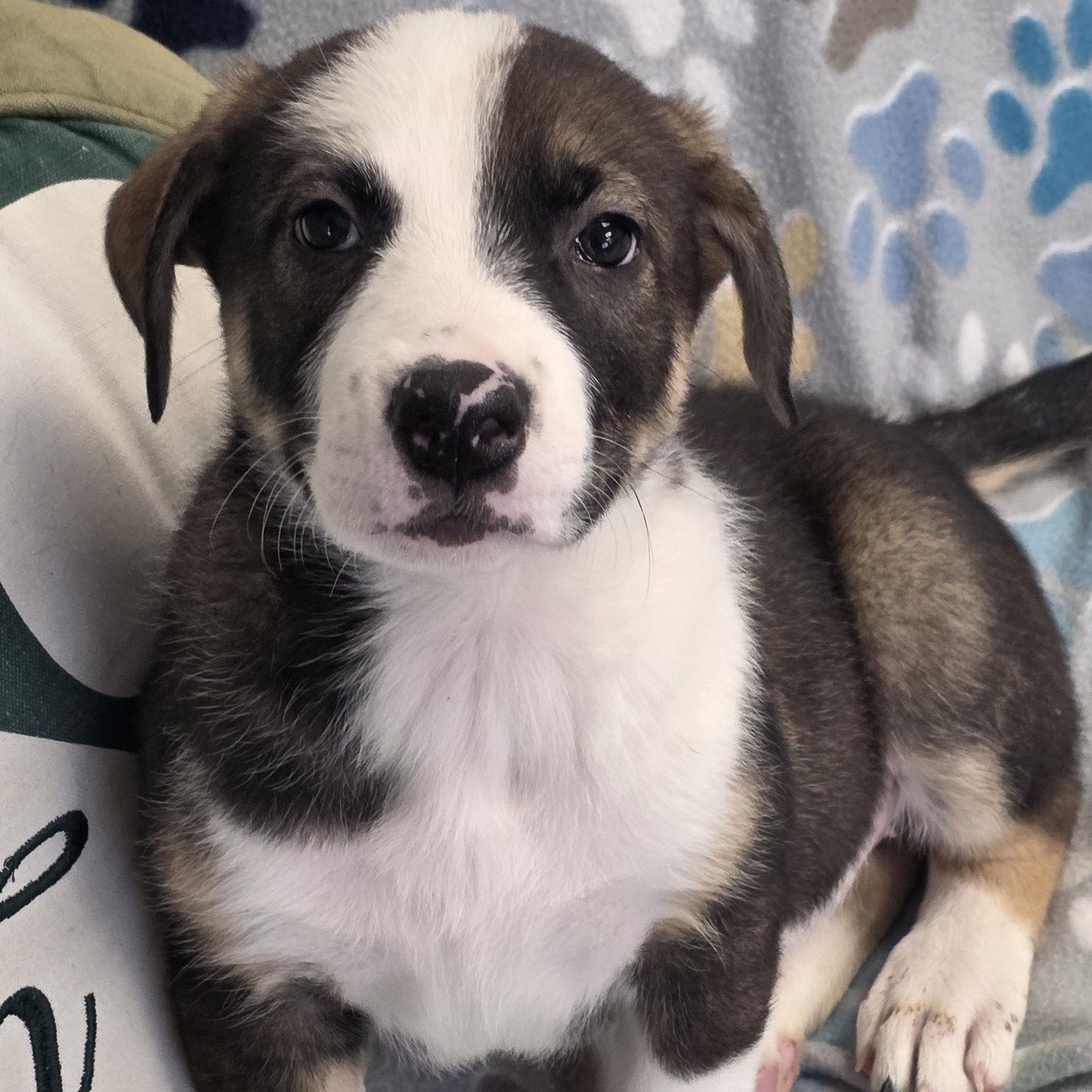 Enlarge Lively, a ADOPTABLE mixed breed in Polson, MT image 1/1