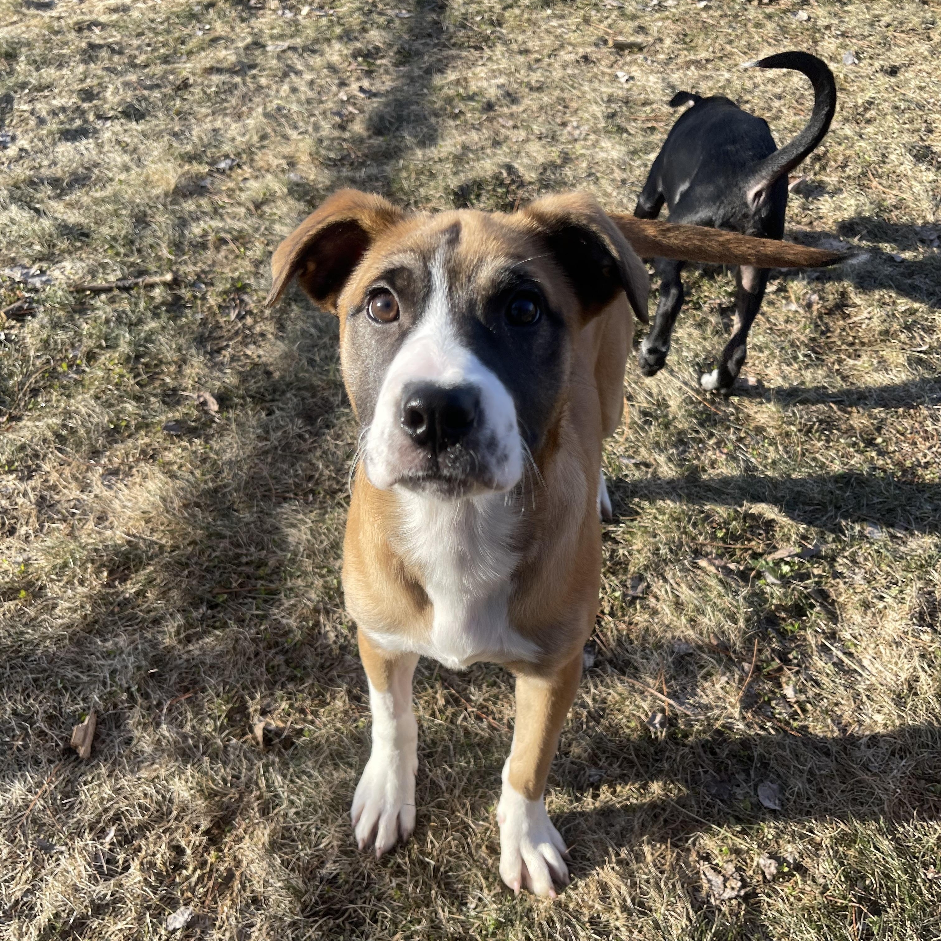 Enlarge Gingersnap, an adoptable mixed breed in Winter, WI image 1/1