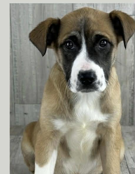 Enlarge Gingersnap, an adoptable mixed breed in Winter, WI image 1/1