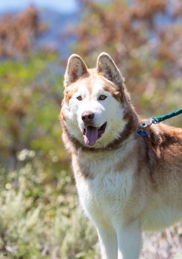 Enlarge Zeus, a Adoptable Husky in Washoe Valley, NV image 8/11