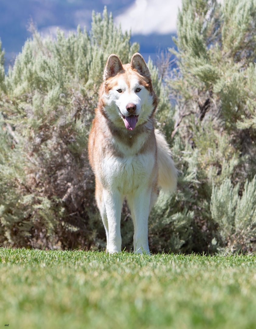 Enlarge Zeus, a Adoptable Husky in Washoe Valley, NV image 9/11