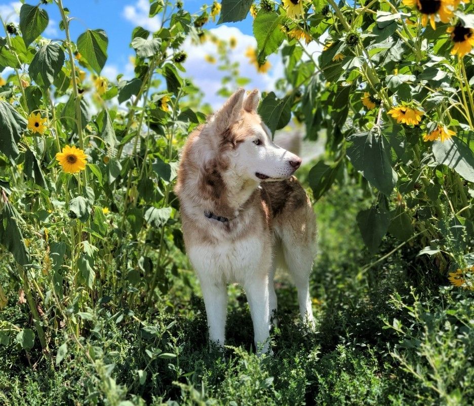Enlarge Zeus, a Adoptable Husky in Washoe Valley, NV image 10/11