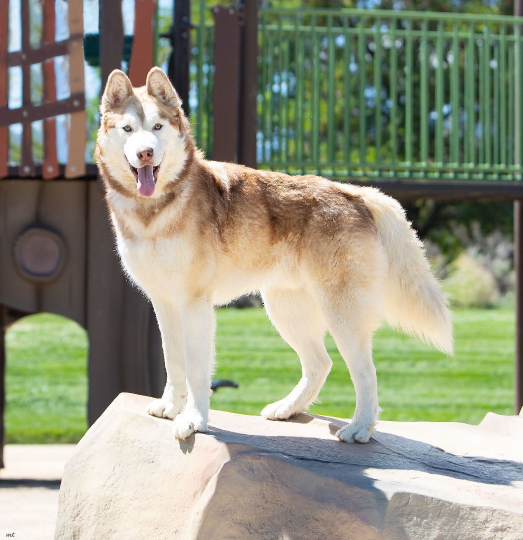 Zeus, a Adoptable Husky in Washoe Valley, NV image 1/11