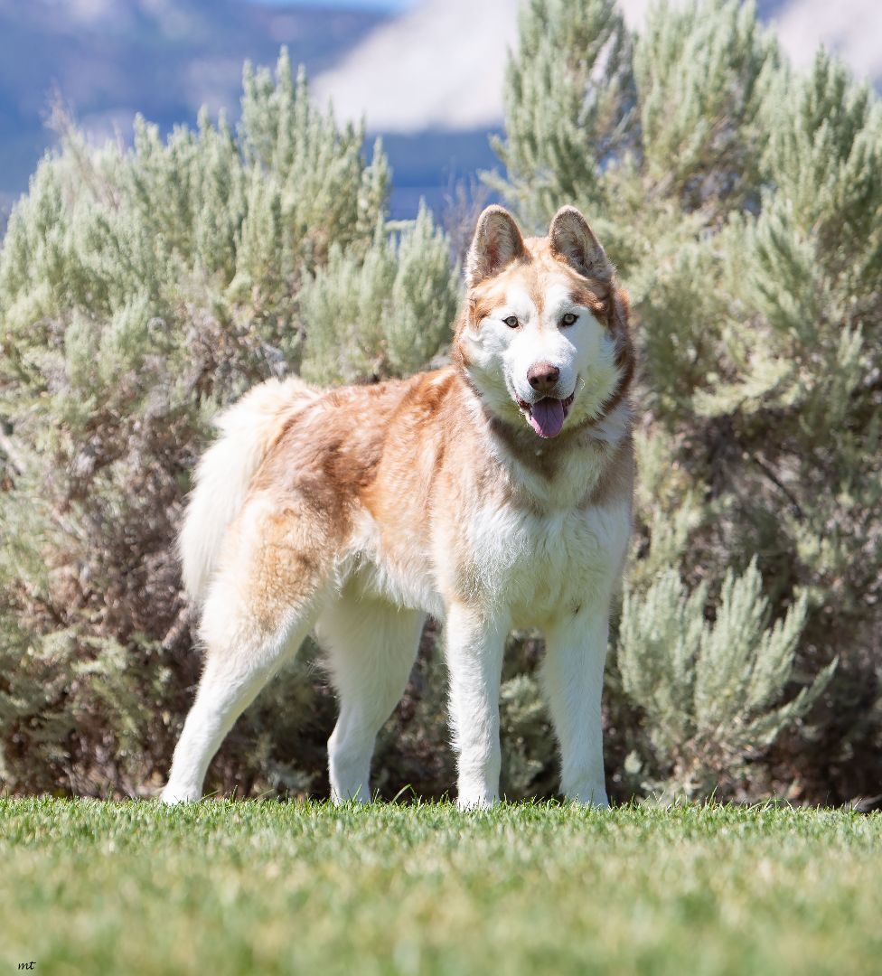 Enlarge Zeus, a Adoptable Husky in Washoe Valley, NV image 11/11