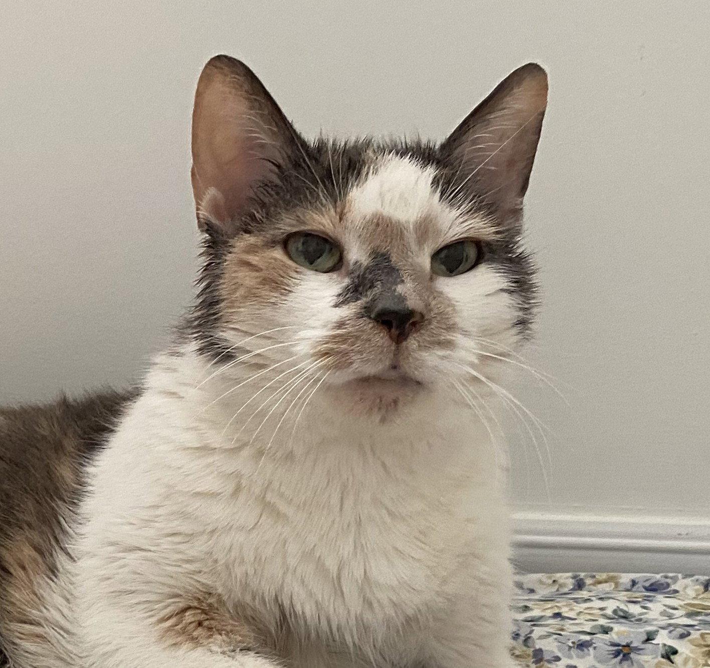 Enlarge Beatrice (Happy Single), a Adoptable Domestic Short Hair in Richmond Hill, ON image 1/3