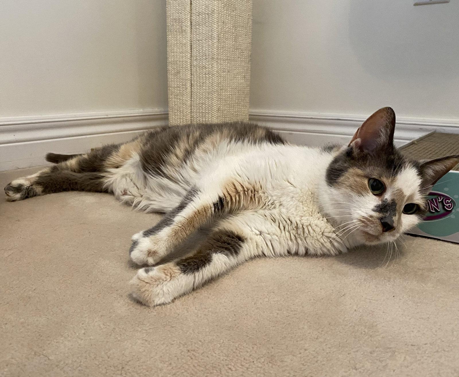 Enlarge Beatrice (Happy Single), a Adoptable Domestic Short Hair in Richmond Hill, ON image 2/3