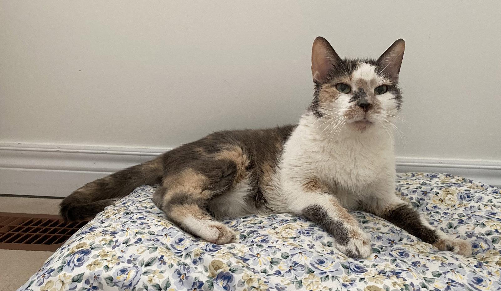 Enlarge Beatrice (Happy Single), a Adoptable Domestic Short Hair in Richmond Hill, ON image 3/3