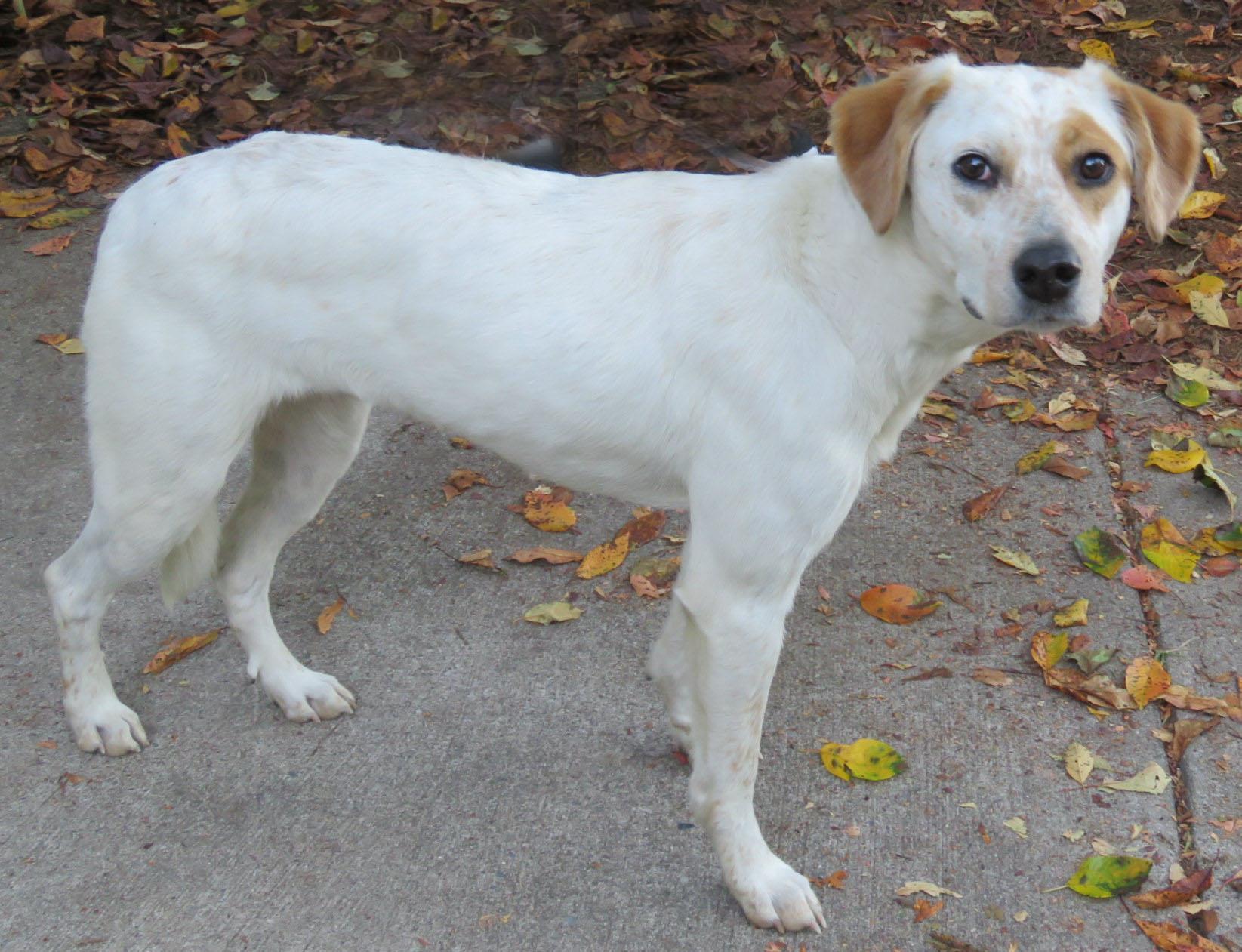 Caddie, an adoptable Setter in Lexington, VA, 24450 | Photo Image 1
