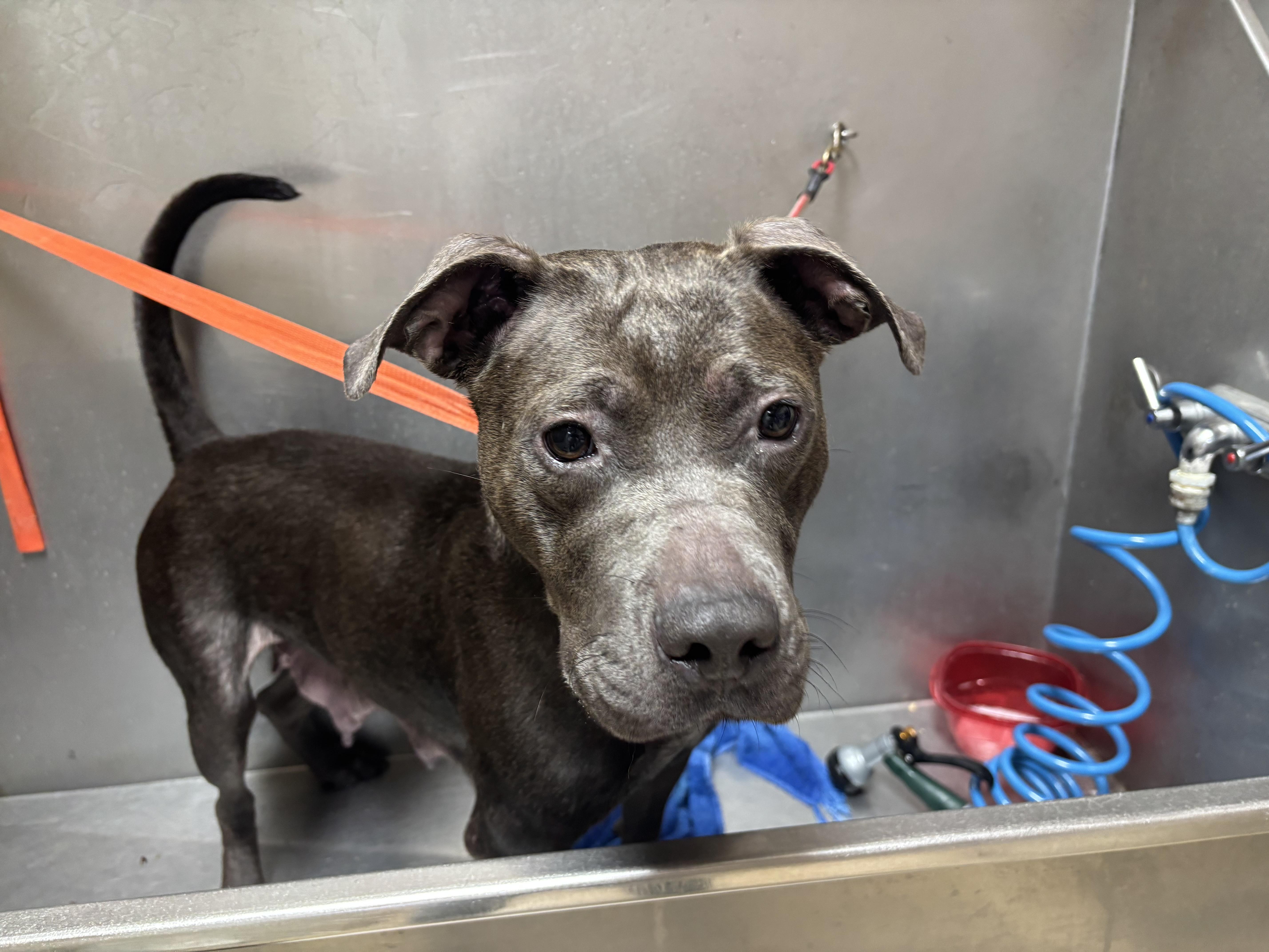Enlarge Candy, a ADOPTABLE Pit Bull Terrier in Woodland, CA image 2/2