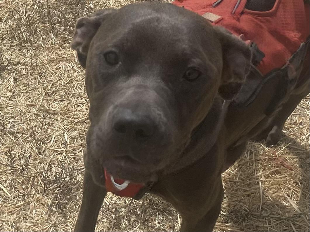 Enlarge Candy, a ADOPTABLE Pit Bull Terrier in Woodland, CA image 1/2