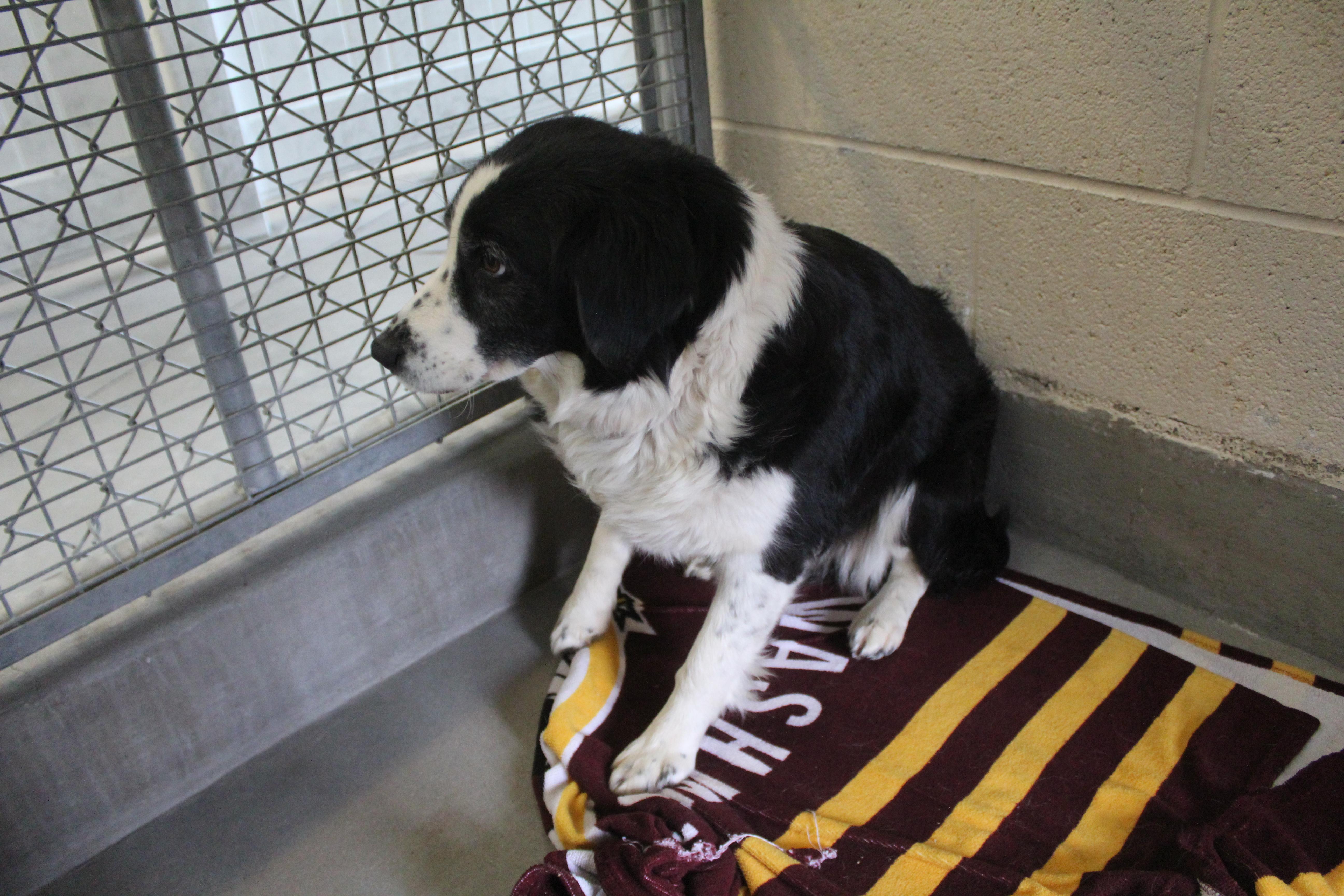Belle, an adopted Australian Shepherd in Yucca Valley, CA image 2/3