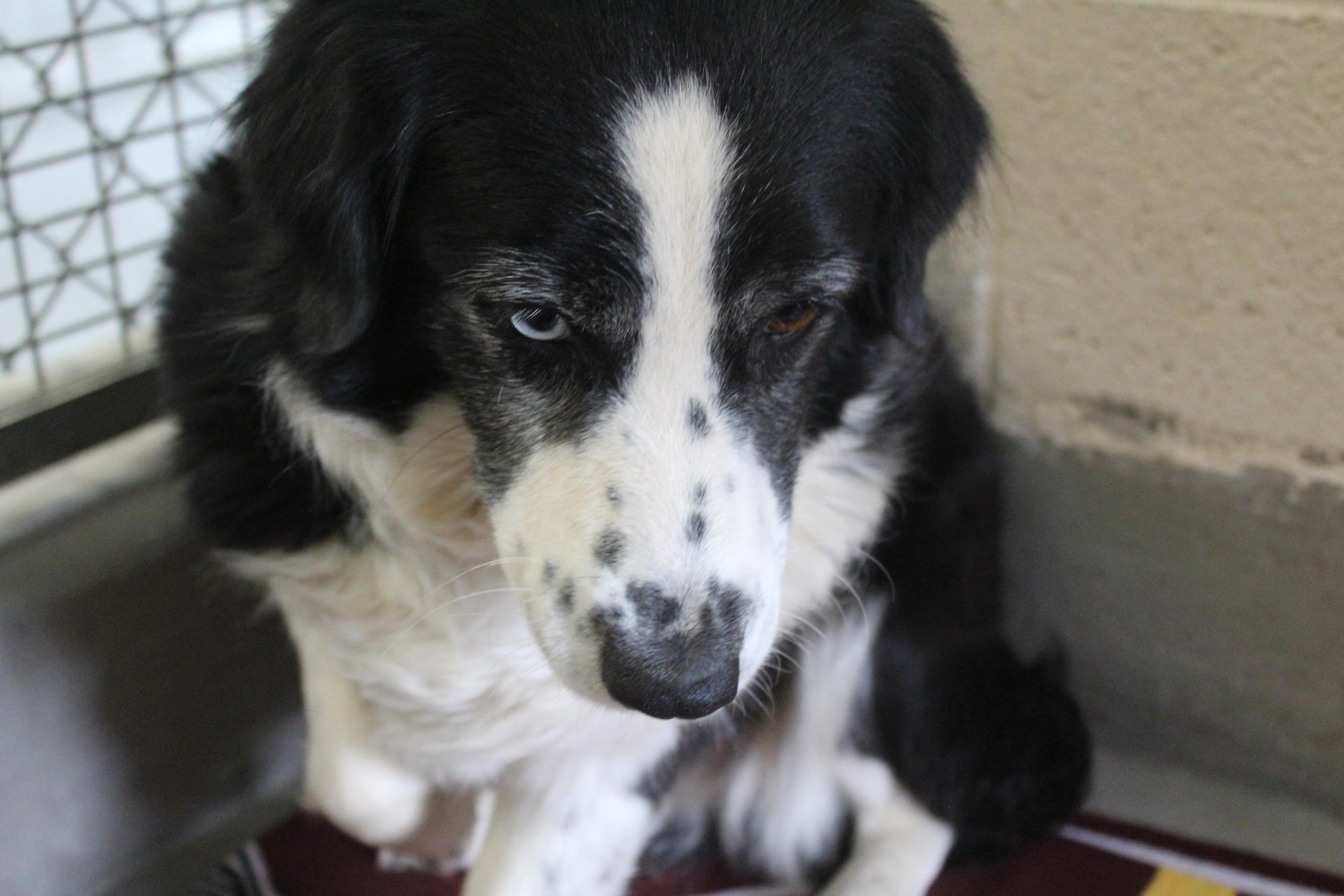 Belle, an adopted Australian Shepherd in Yucca Valley, CA image 3/3