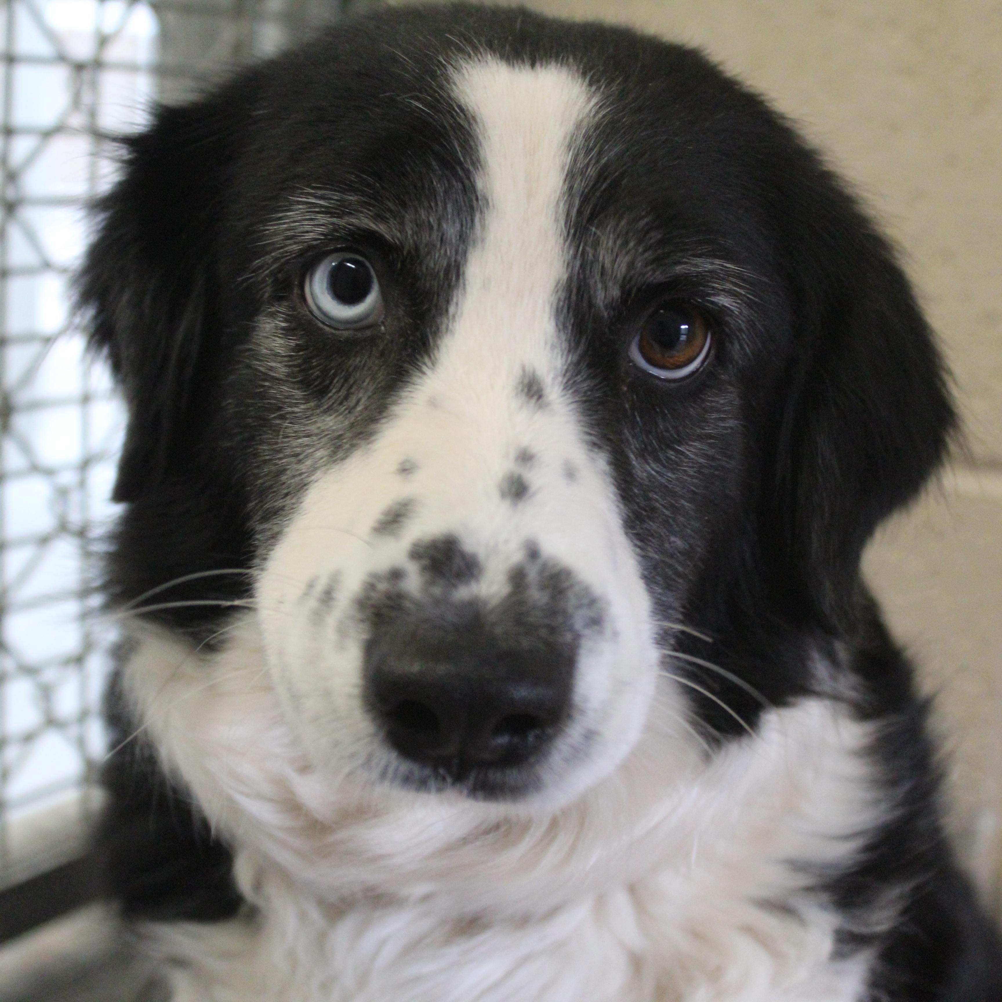 Belle, an adopted Australian Shepherd in Yucca Valley, CA image 1/3