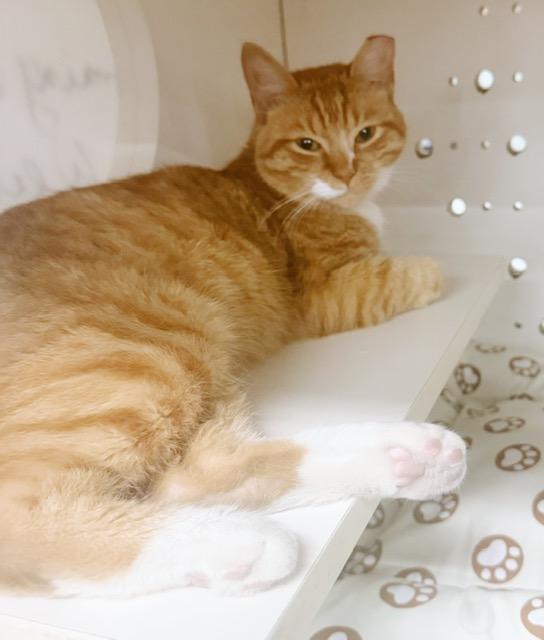 Tayo, an adopted Tabby in Philadelphia, PA image 5/6