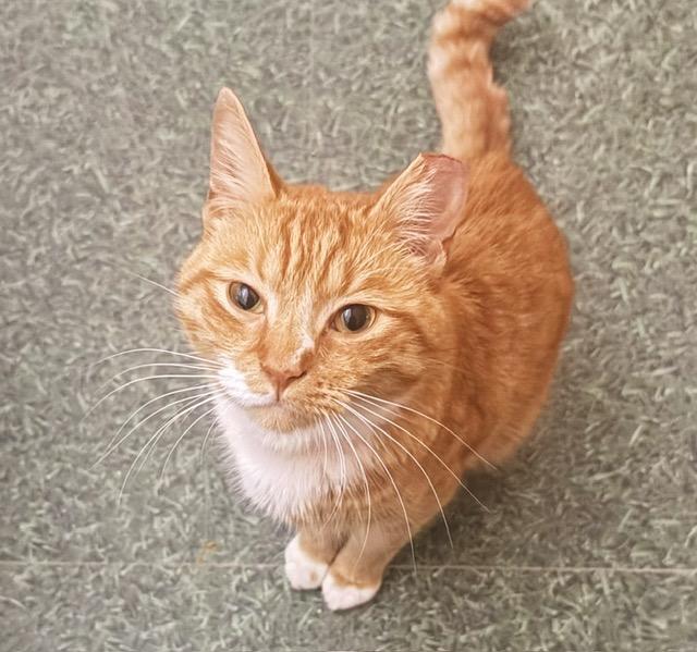 Tayo, an adopted Tabby in Philadelphia, PA image 6/6
