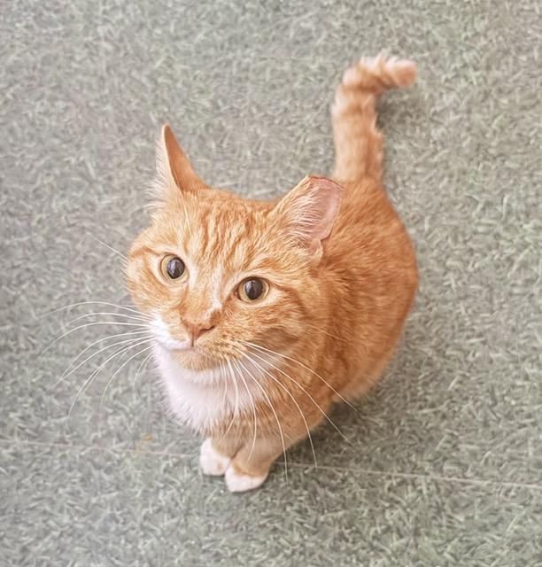 Tayo, adopted, Young Male Tabby.