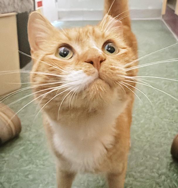 Tayo, an adopted Tabby in Philadelphia, PA image 3/6